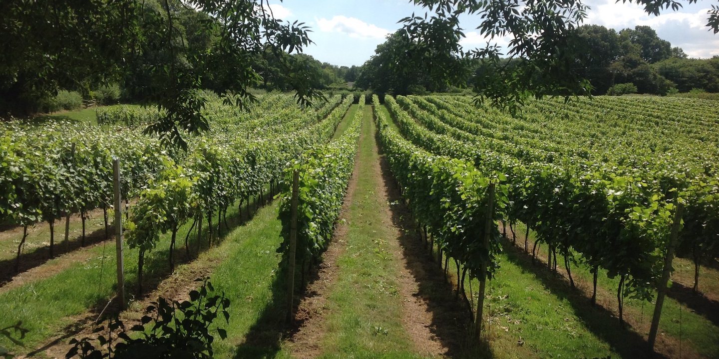Wedding, The  English Oak Vineyard, Dorset